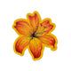 Amber Lily