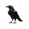 Black Raven