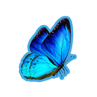 Blue Morpho Flutter