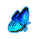 Blue Morpho Flutter