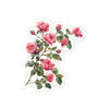 Climbing Pink Roses