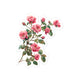 Climbing Pink Roses