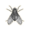 Engraved Blowfly
