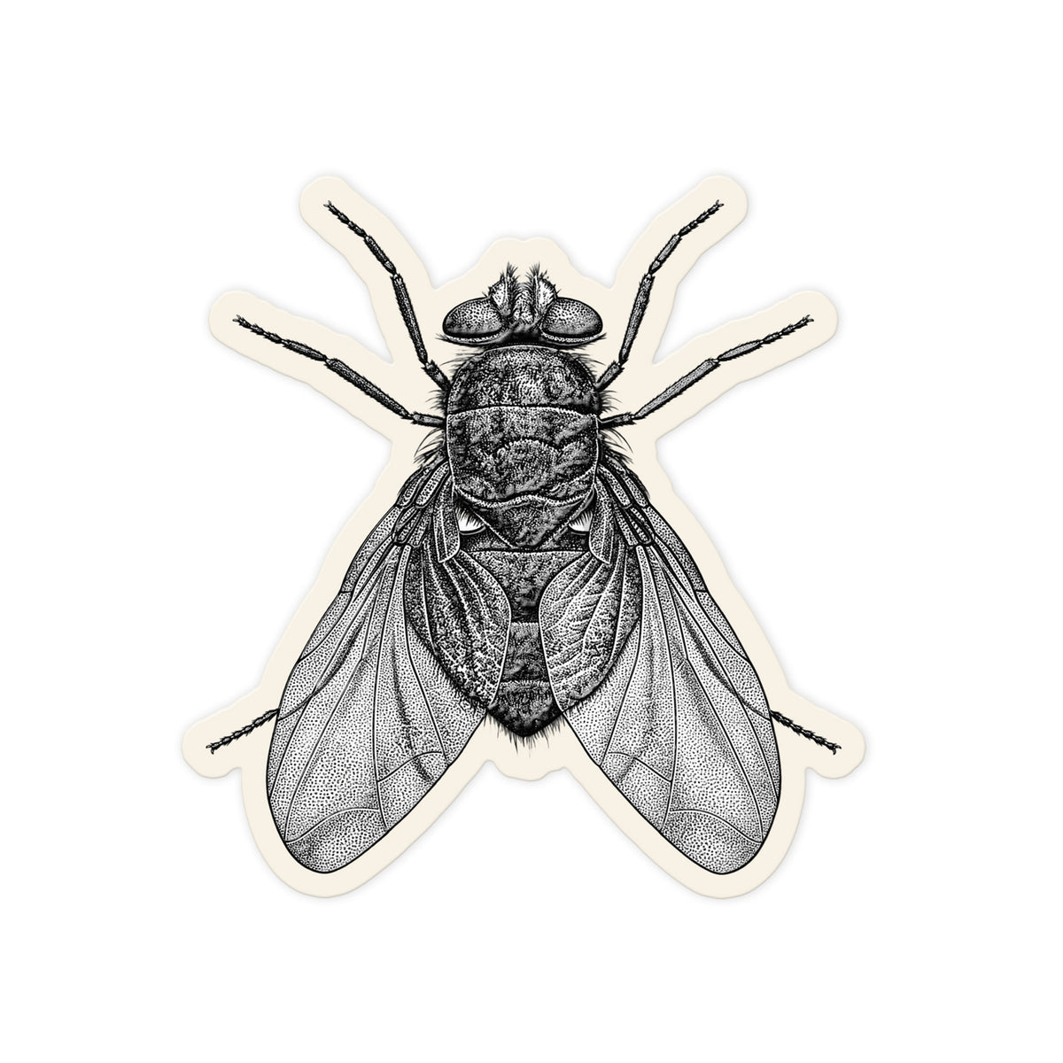 Engraved Blowfly