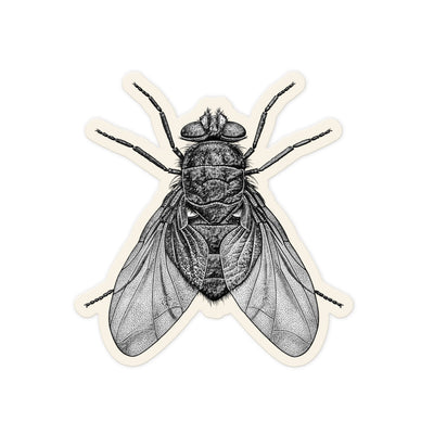 Engraved Blowfly