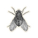 Engraved Blowfly