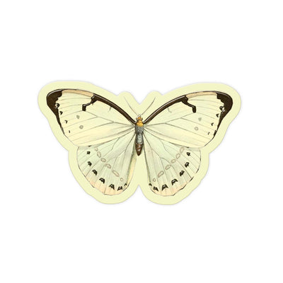 Ivory Wing