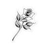 Last Rose
