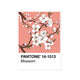 P-Blossom