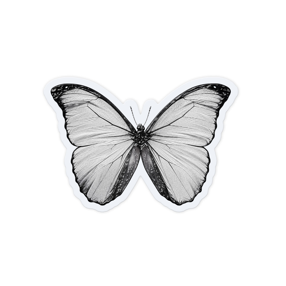 Pale Butterfly