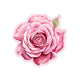 Pink Watercolour Rose