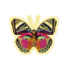 Rainbow Flig