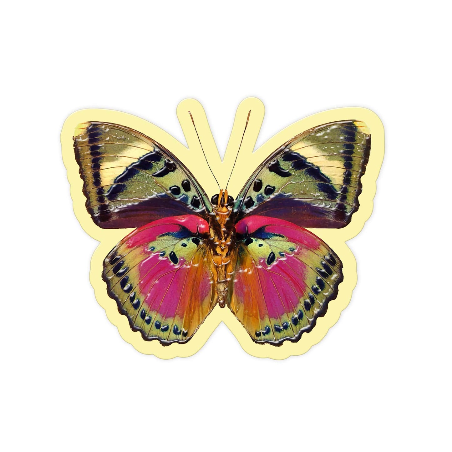 Rainbow Flig