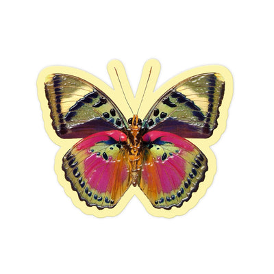 Rainbow Flig