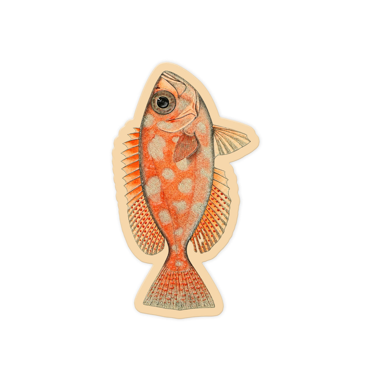Spotted Rockfish