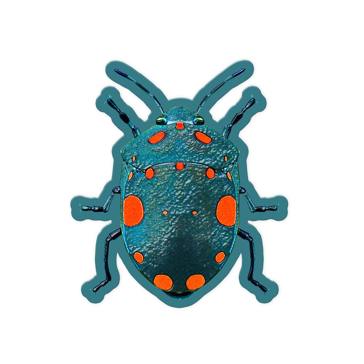 Spotted Shield Bug