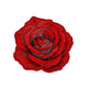 Velvet Red Rose