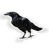 Black Raven