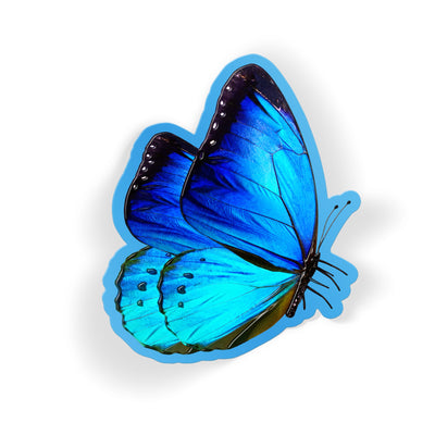 Blue Morpho Flutter