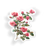 Climbing Pink Roses