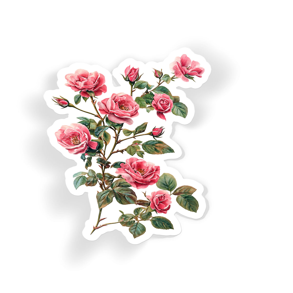 Climbing Pink Roses