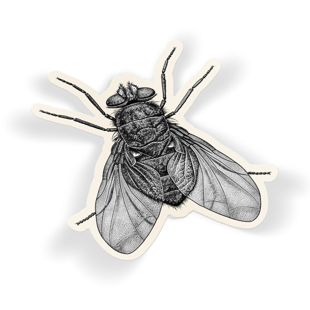 Engraved Blowfly