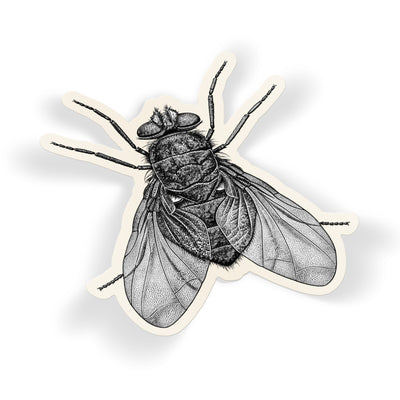 Engraved Blowfly