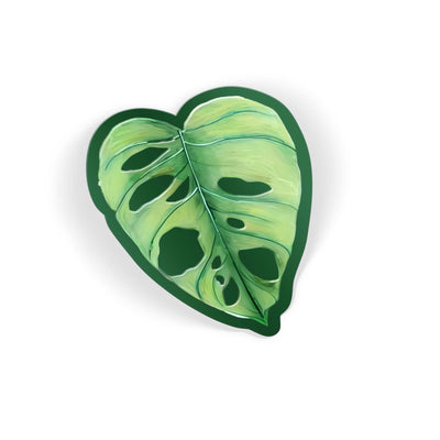 Monstera.H