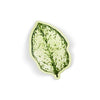 Moss Leaf