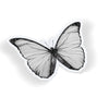 Pale Butterfly
