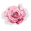 Pink Watercolour Rose