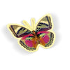 Rainbow Flig
