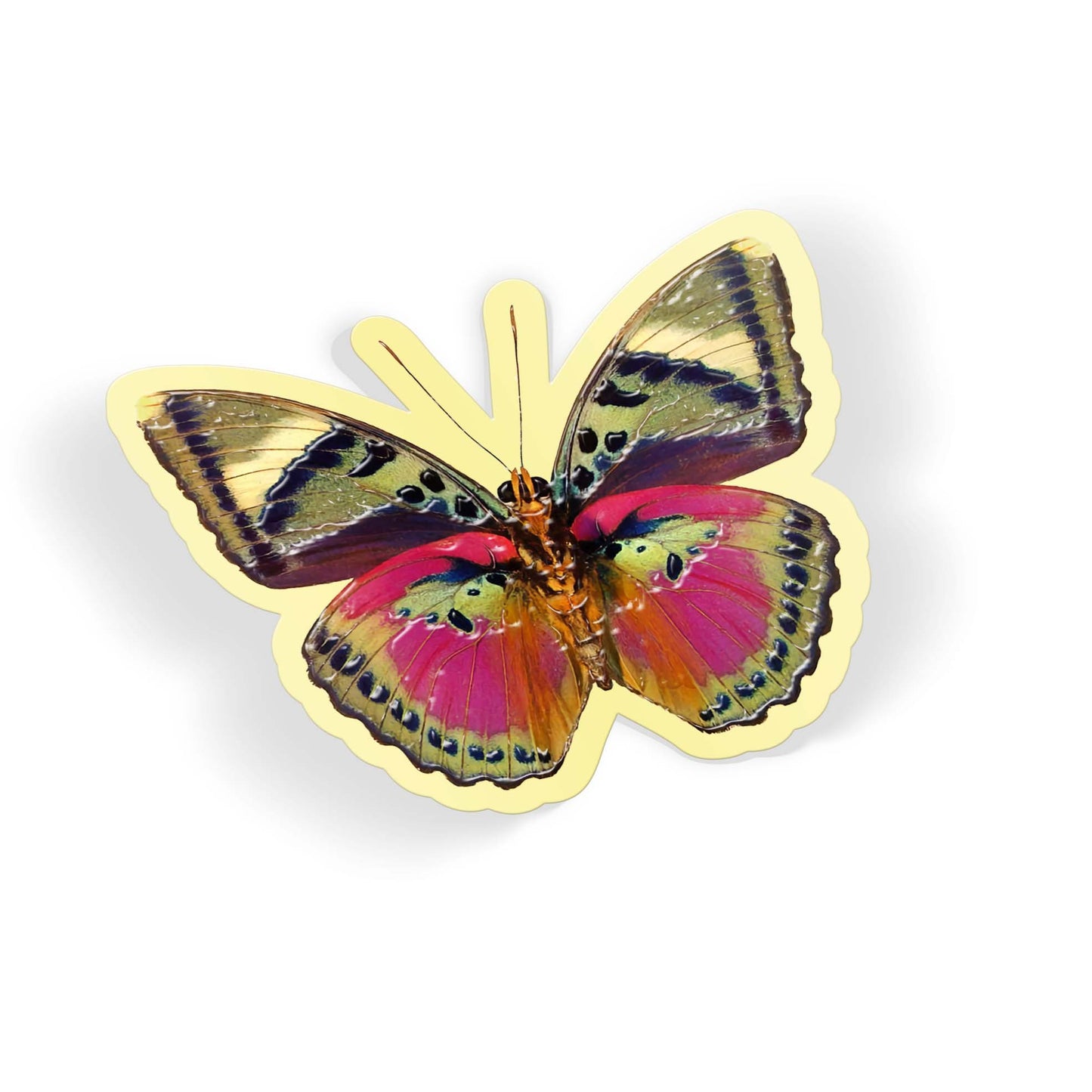 Rainbow Flig