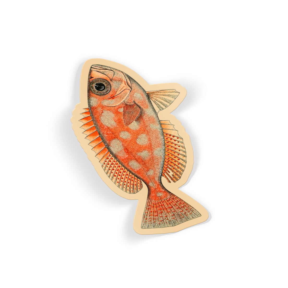Spotted Rockfish