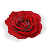 Velvet Red Rose