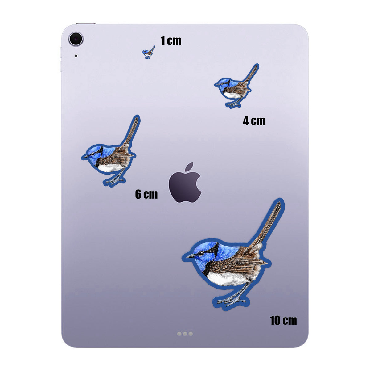 Blue Fairy Wren