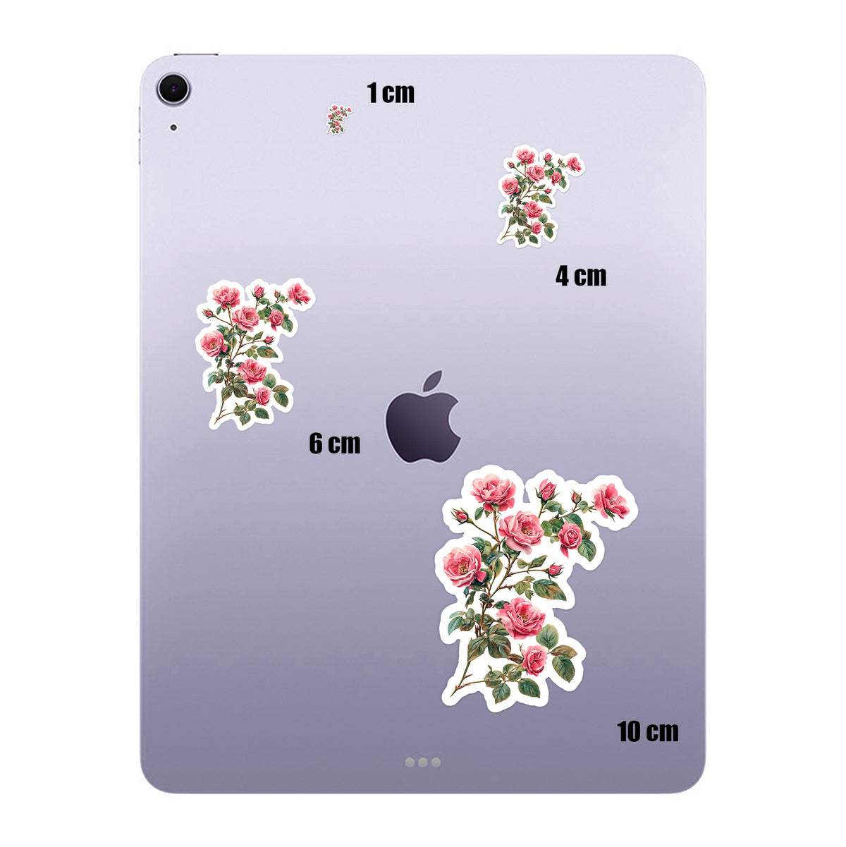 Climbing Pink Roses