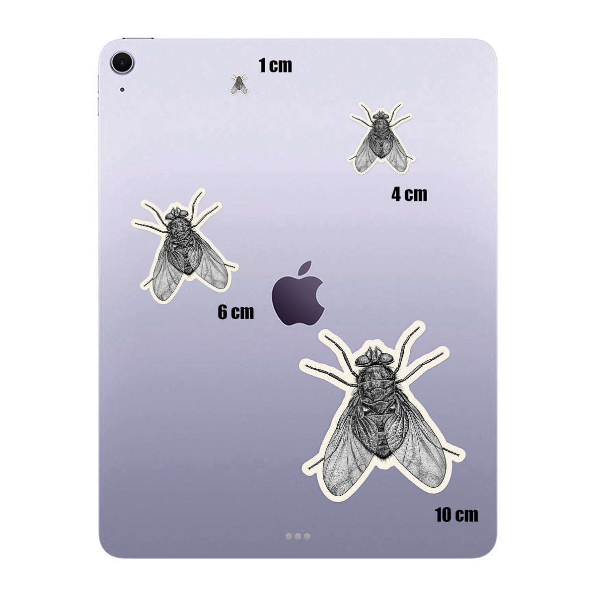 Engraved Blowfly