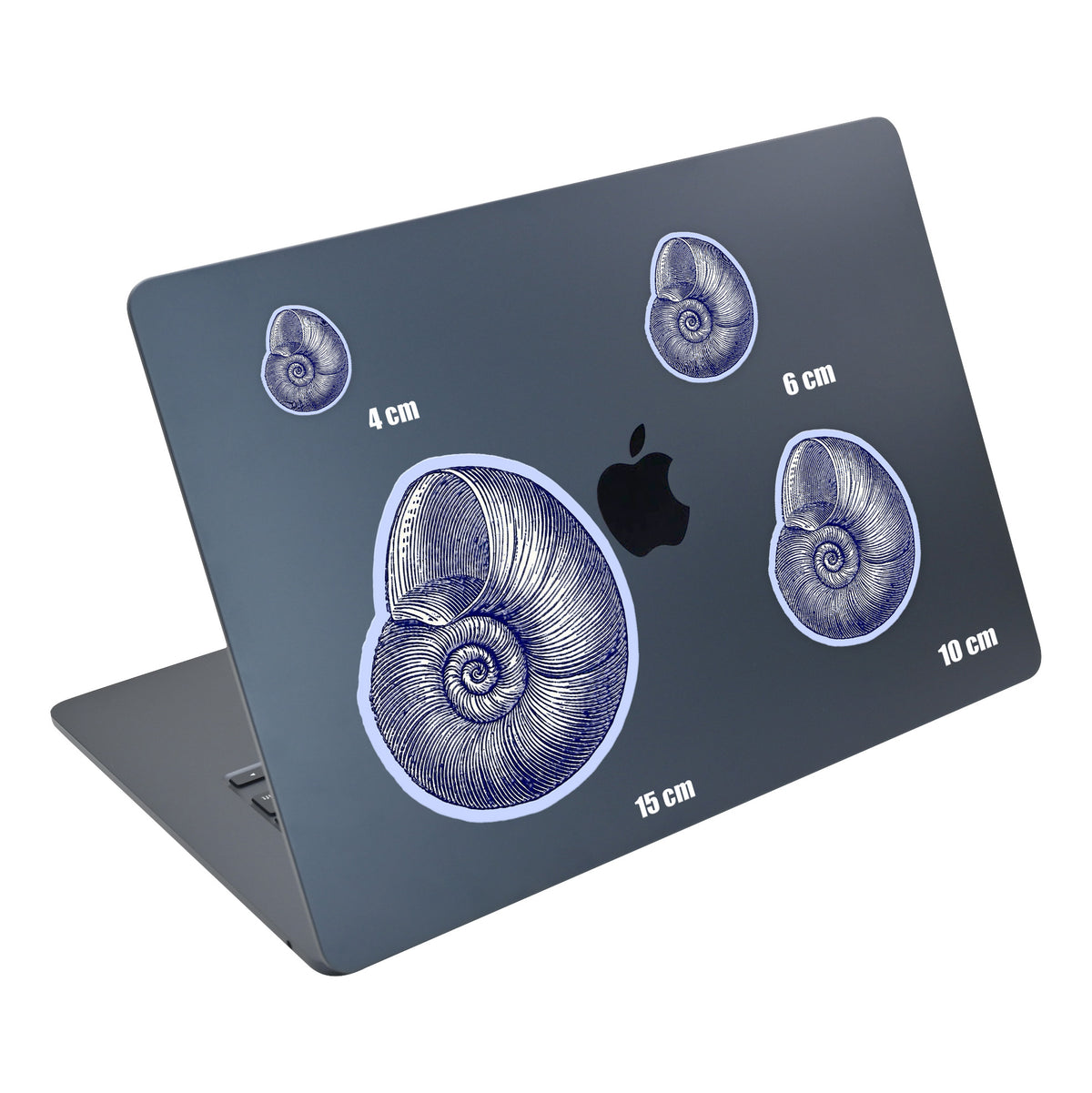 Blue Nautilus Shell