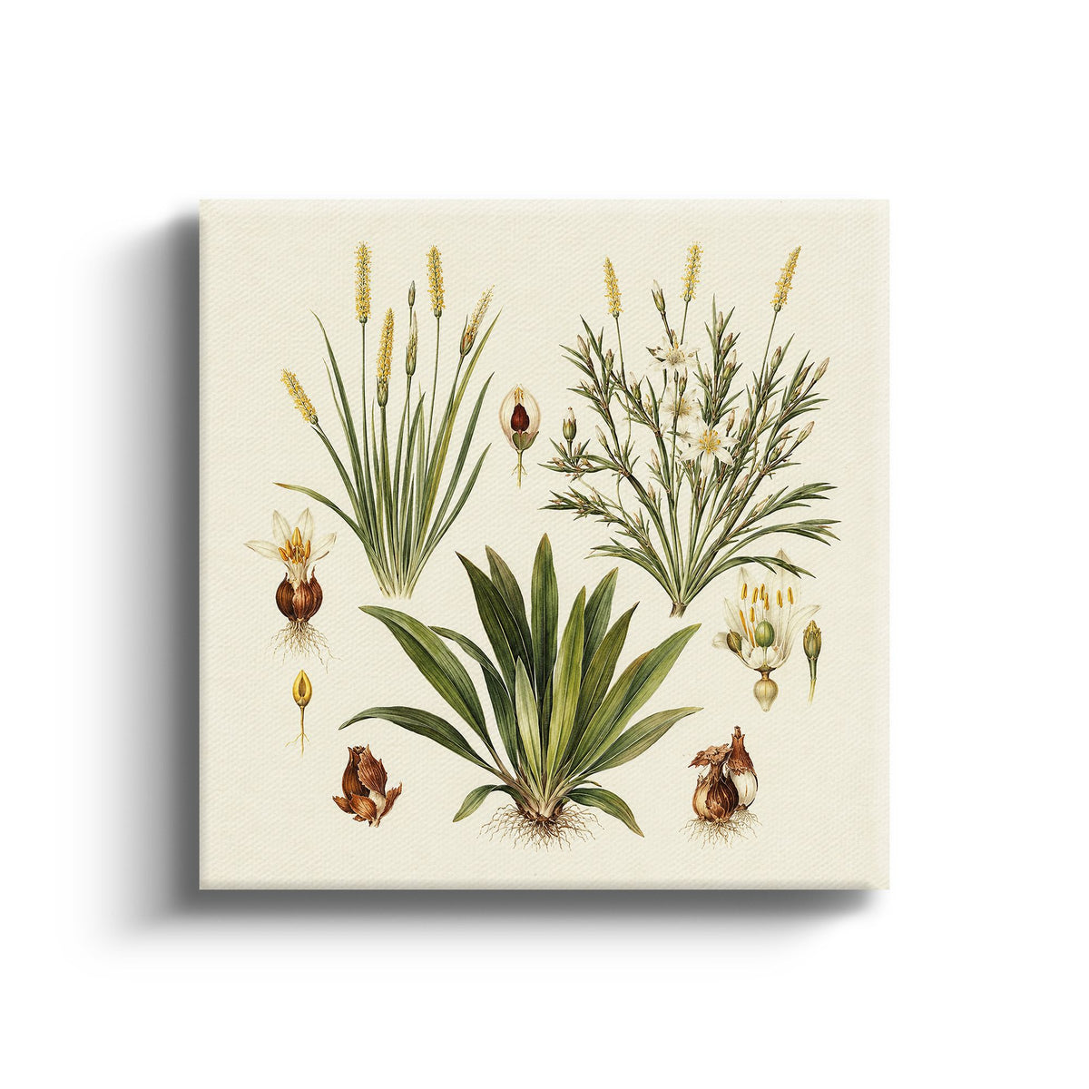 MC - Botanical Bulbs