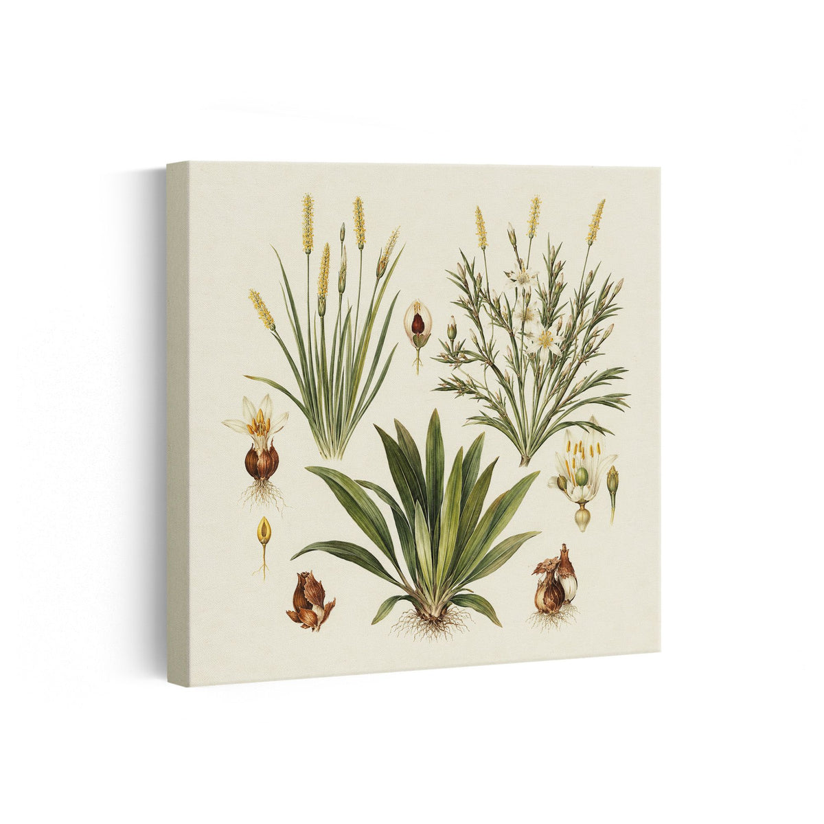 MC - Botanical Bulbs
