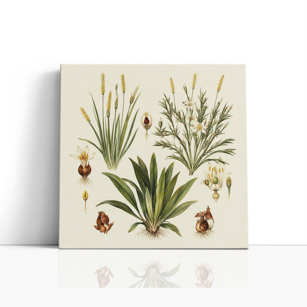 MC - Botanical Bulbs