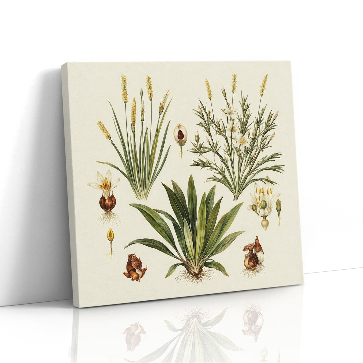 MC - Botanical Bulbs