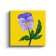 MC - Purple Pansy