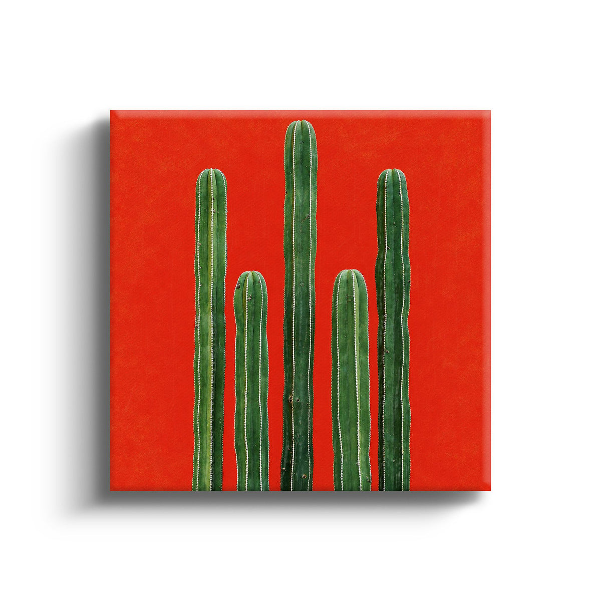 MC - Tall Cacti