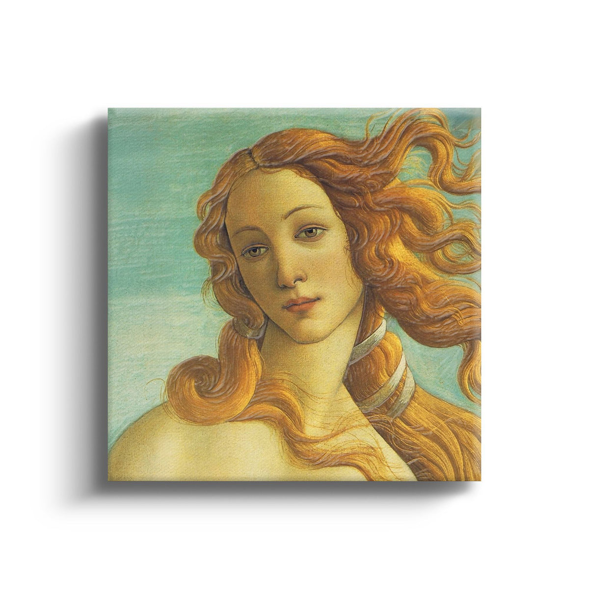 MC - Venus